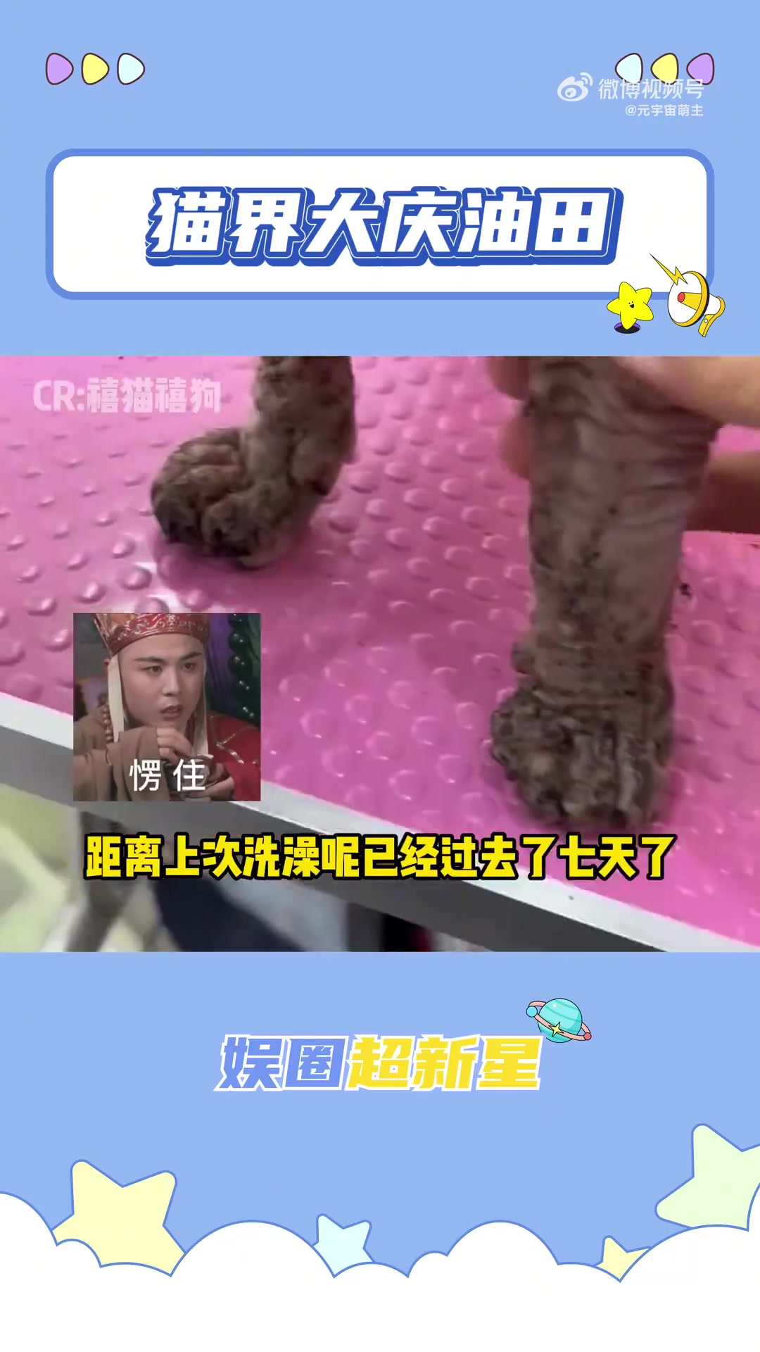 看完你还想养无毛猫吗