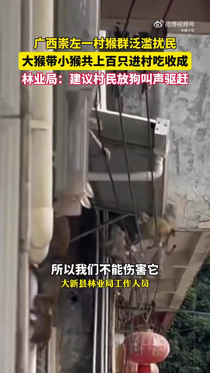 有村民反映村中猴子泛滥，成群结队乱窜、吃粮食
