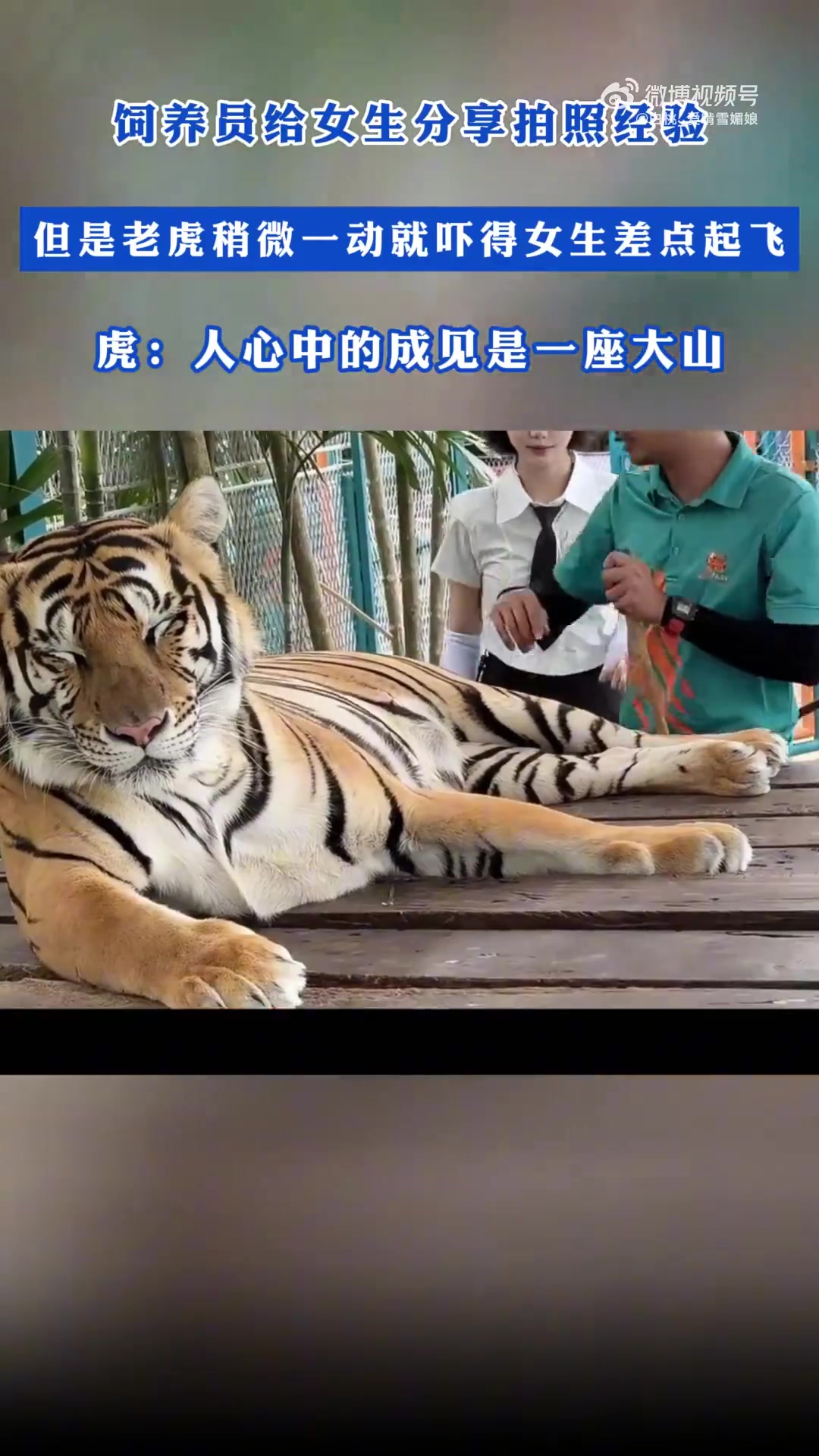 饲养员给女生分享拍照经验，但是老虎稍微一动就吓得女生差点起飞
