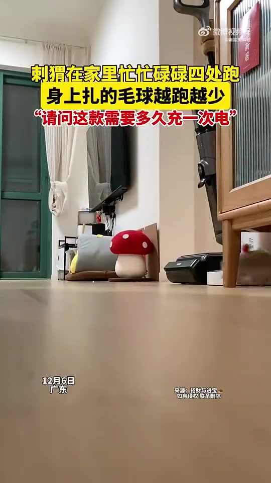 刺猬在家里忙忙碌碌四处跑，真是没有闲的时候