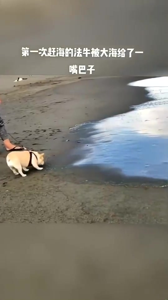 带着法斗去赶海，享受海边的乐趣