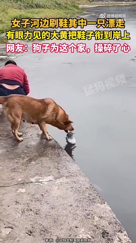 女子河边刷鞋其中一只漂走，有眼力见的大黄及时把鞋子衔到岸上