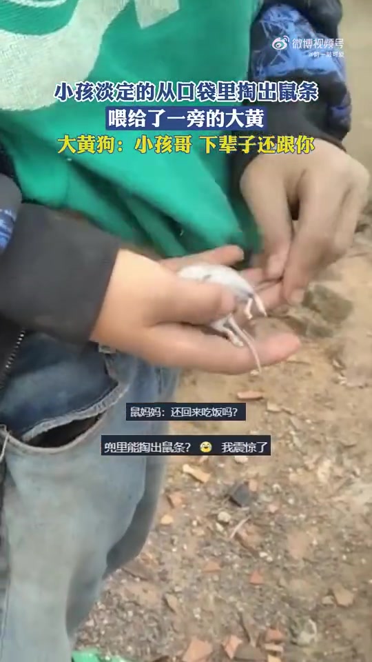 小孩淡定的从口袋里掏出鼠条，喂给了一旁的大黄