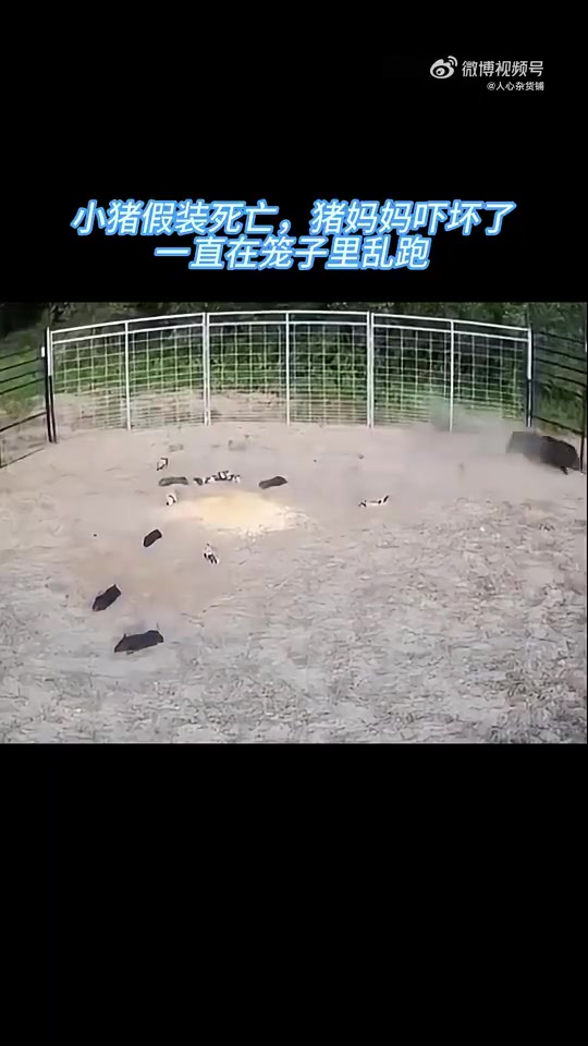 说它是小猪吧，它还知道装死