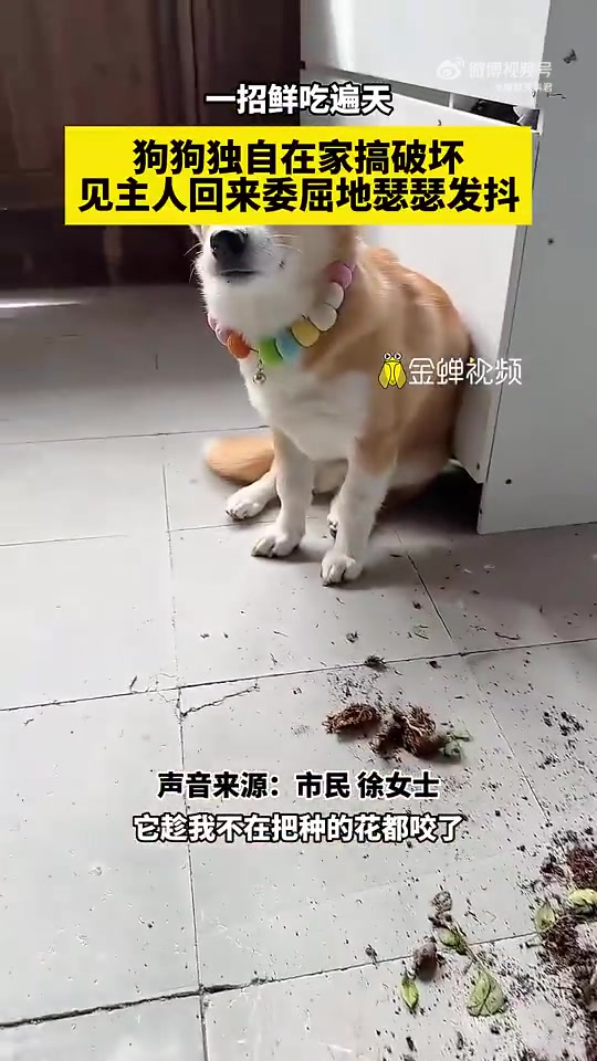 一招鲜吃遍天，狗狗独自在家搞破坏