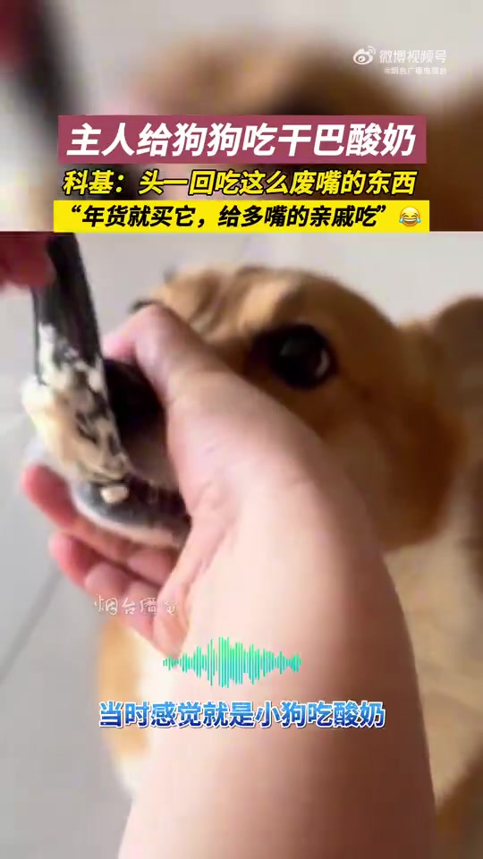 主人给狗狗吃干巴酸奶，好吃，就是挺费嘴