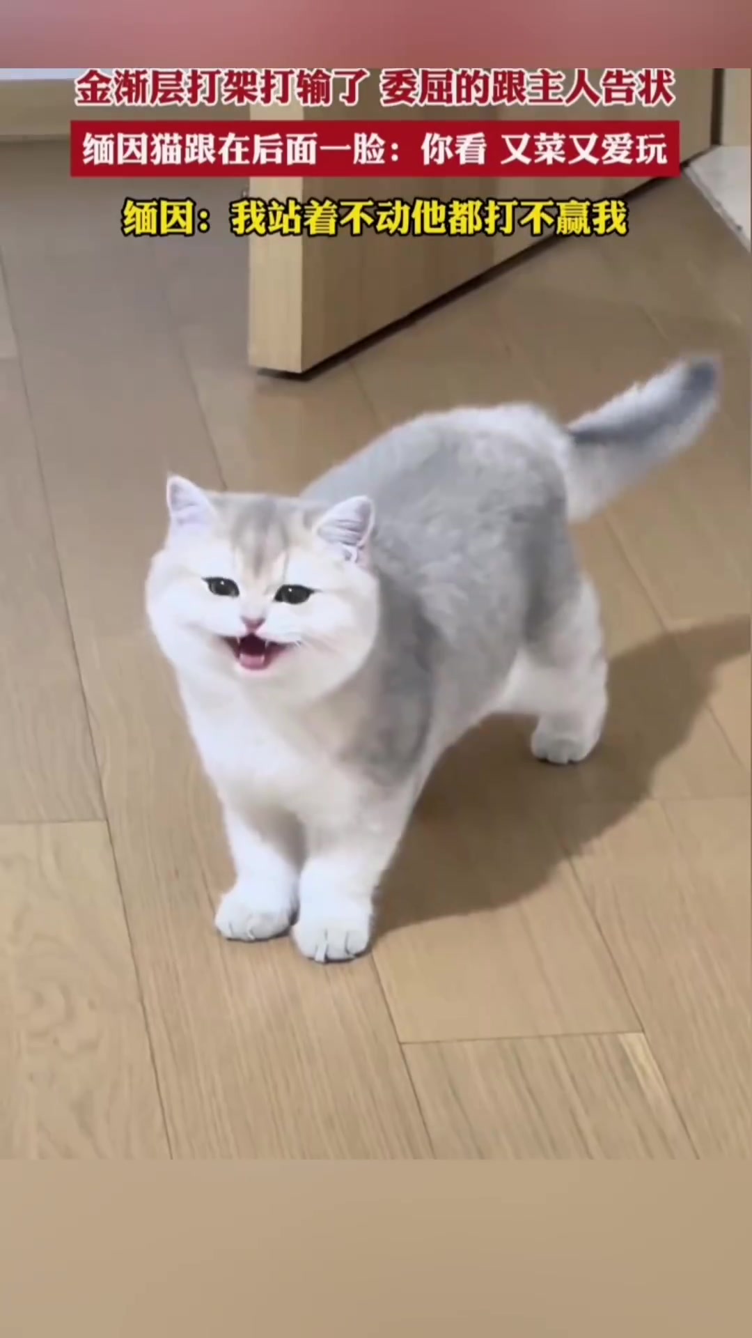 金渐层打架输了，委屈的跟主人告状，缅因猫一脸无奈的跟在后面