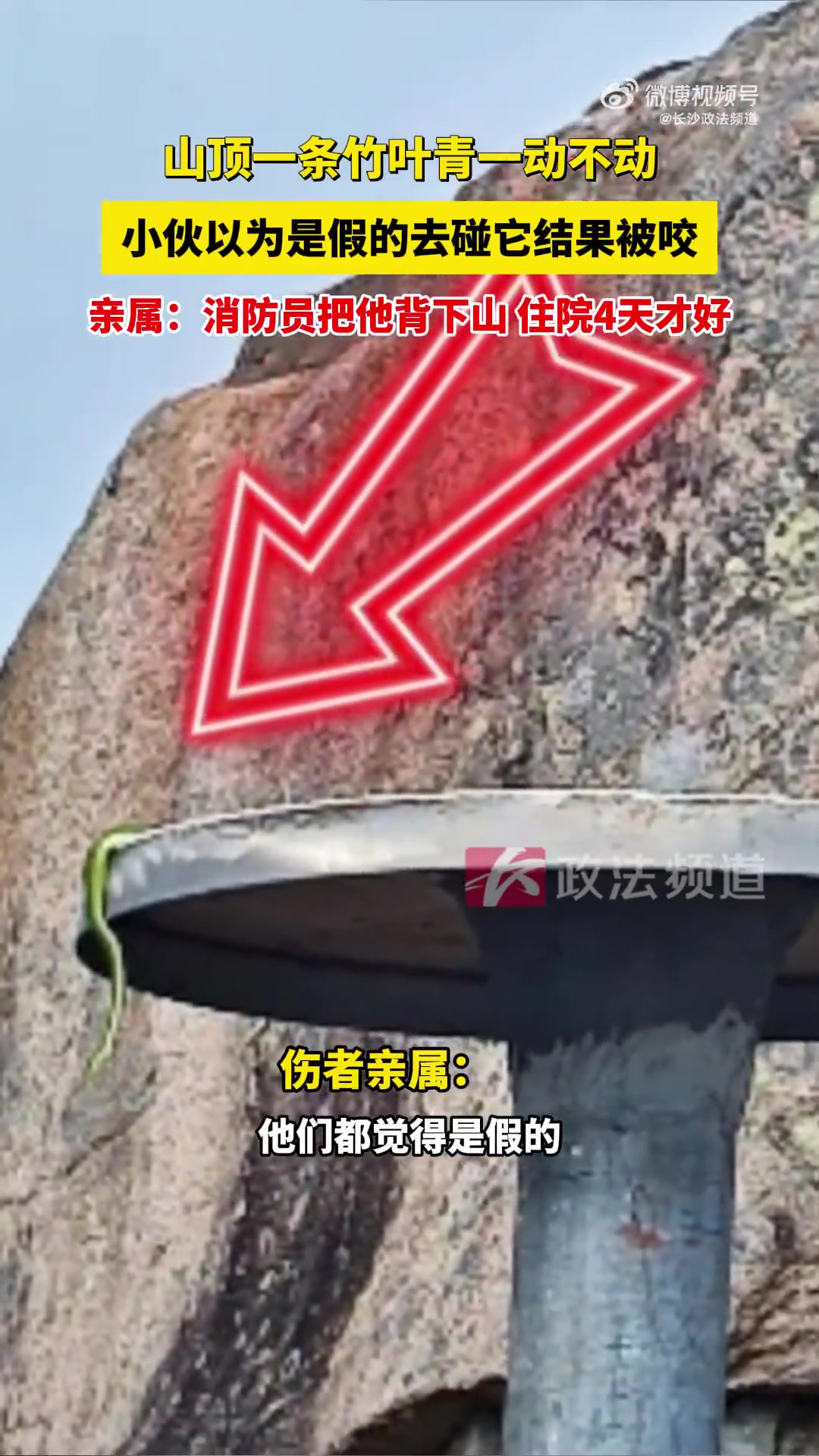 山顶一条竹叶青一动不动，小伙以为是假的去碰它结果被咬！