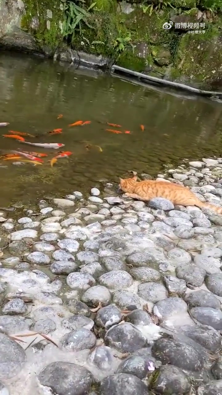 橘猫天下武功，无坚不摧，唯快不破