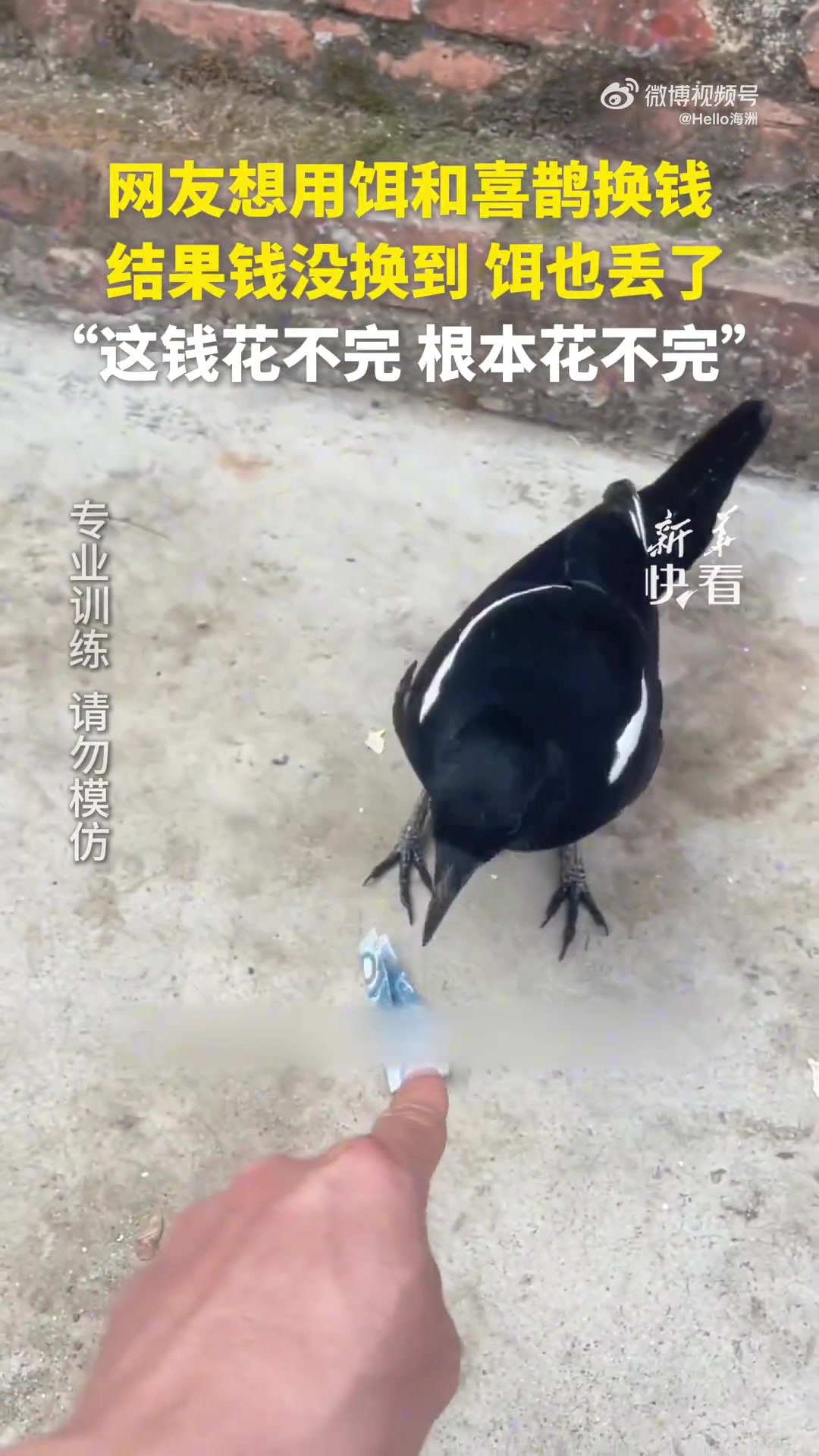 网友想用饵和喜鹊换钱，结果钱没换到，饵也丢了