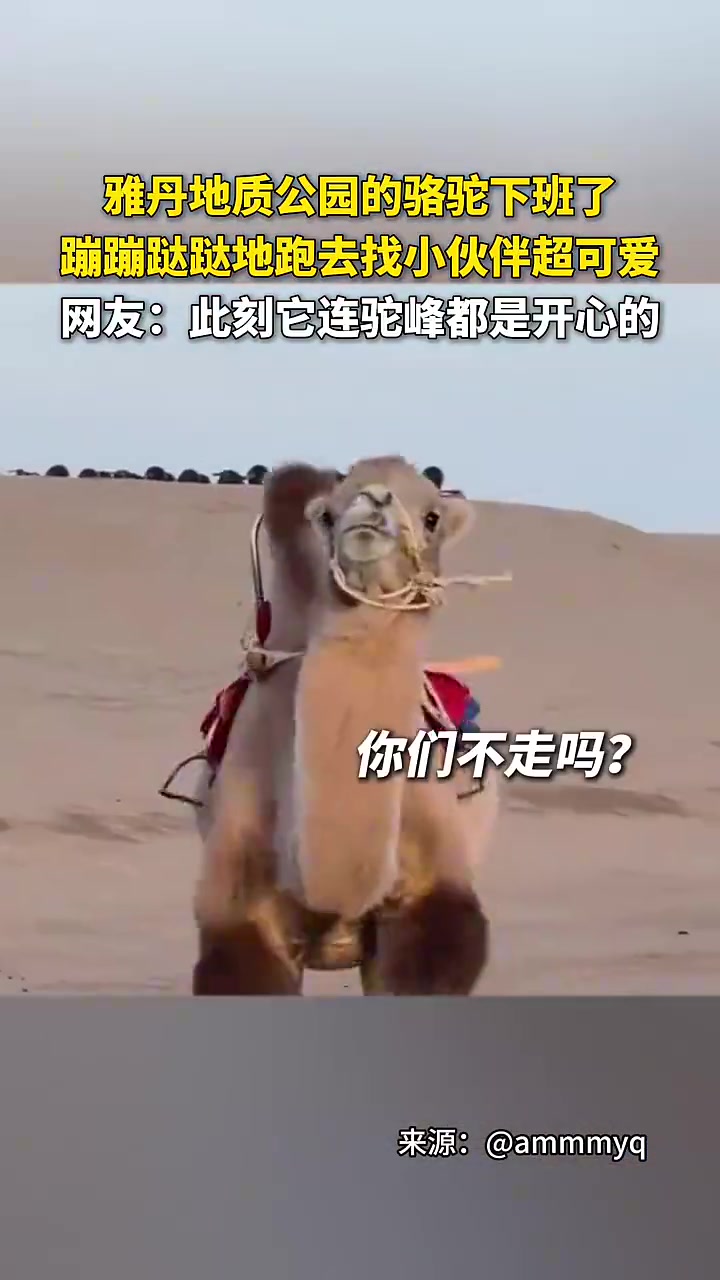 雅丹地质公园骆驼下班蹦跶找伙伴，网友：驼峰都透着开心