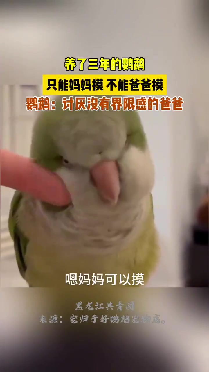 养三年鹦鹉，只许妈妈摸，爸爸摸就炸毛，鹦鹉讨厌没界限感的爸爸