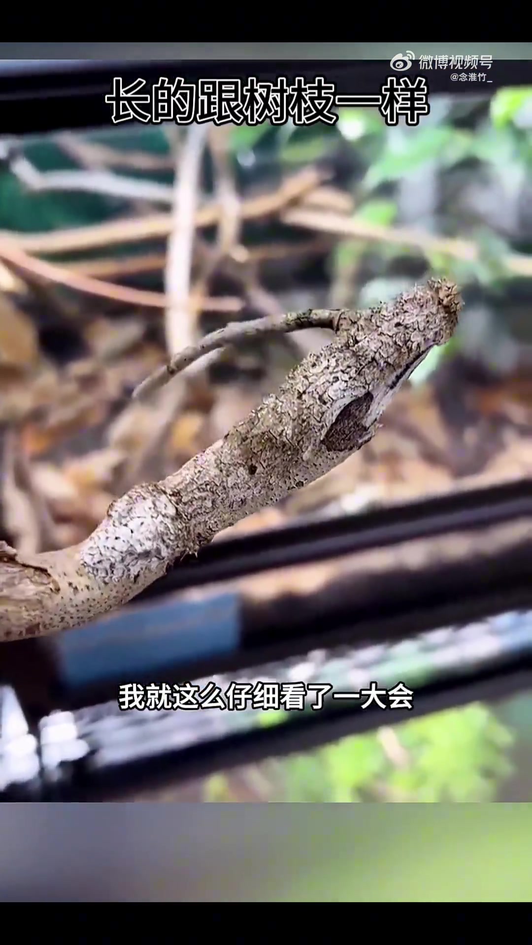 长的像树枝，被咬一口是否没事