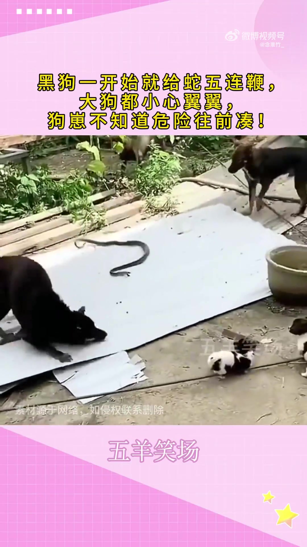 黑狗开场就给蛇来五连鞭，狗崽凑近，不知危险
