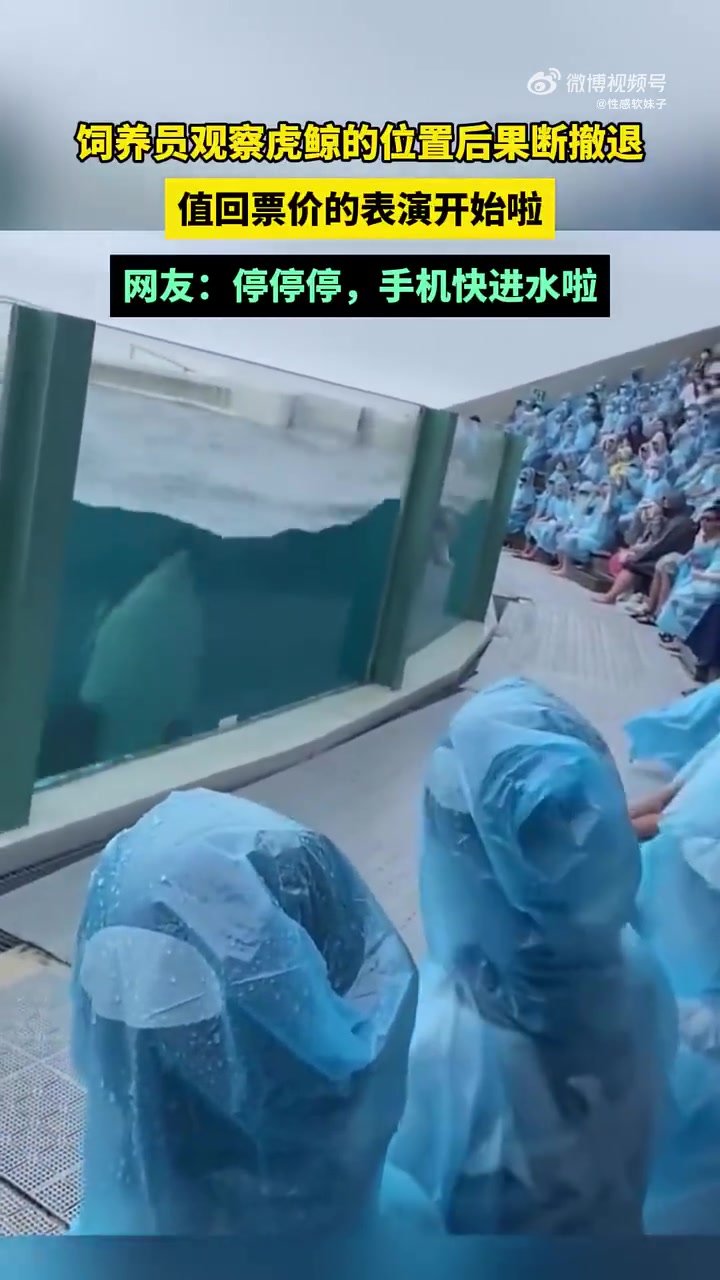 饲养员观察虎鲸位置后撤退，值回票价表演开始，网友：手机快进水