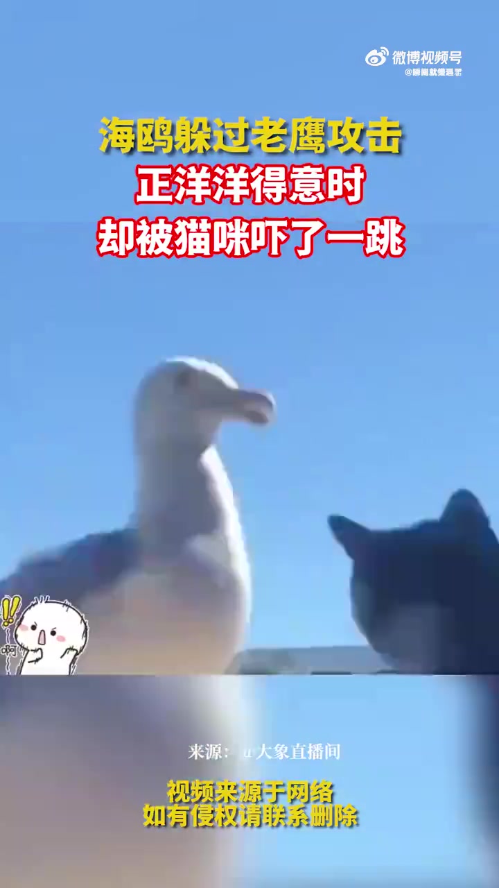 海鸥躲老鹰后被窗内猫咪吓一跳