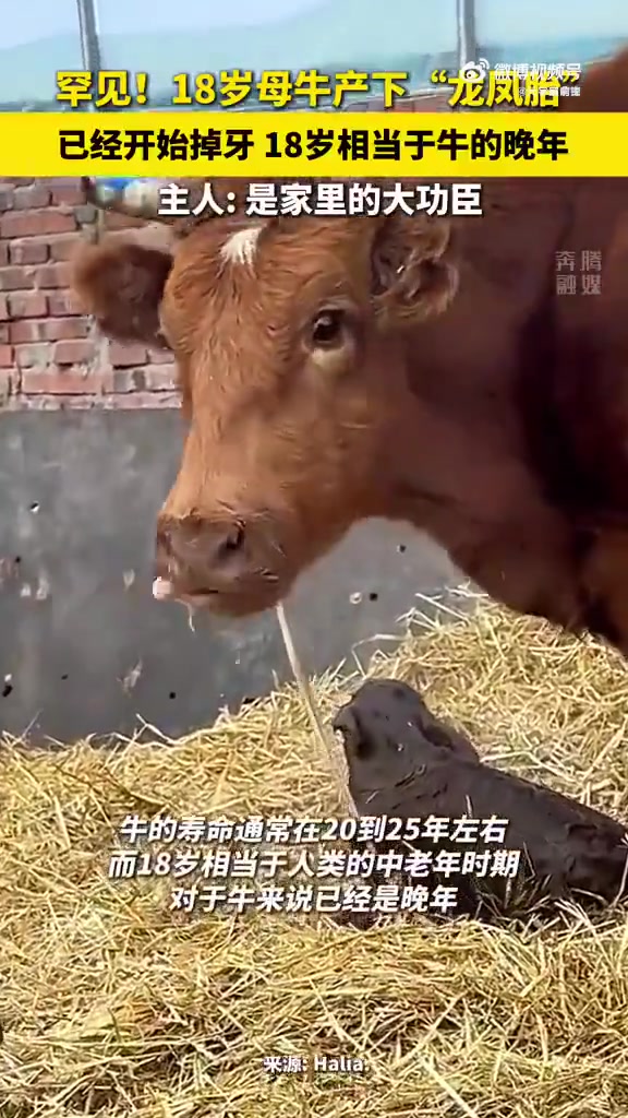 18岁母牛晚年产“龙凤胎”，真是罕见！！