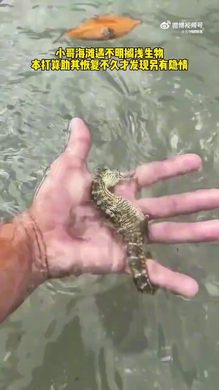 小哥海滩遇搁浅生物，欲救助却发现另有隐情