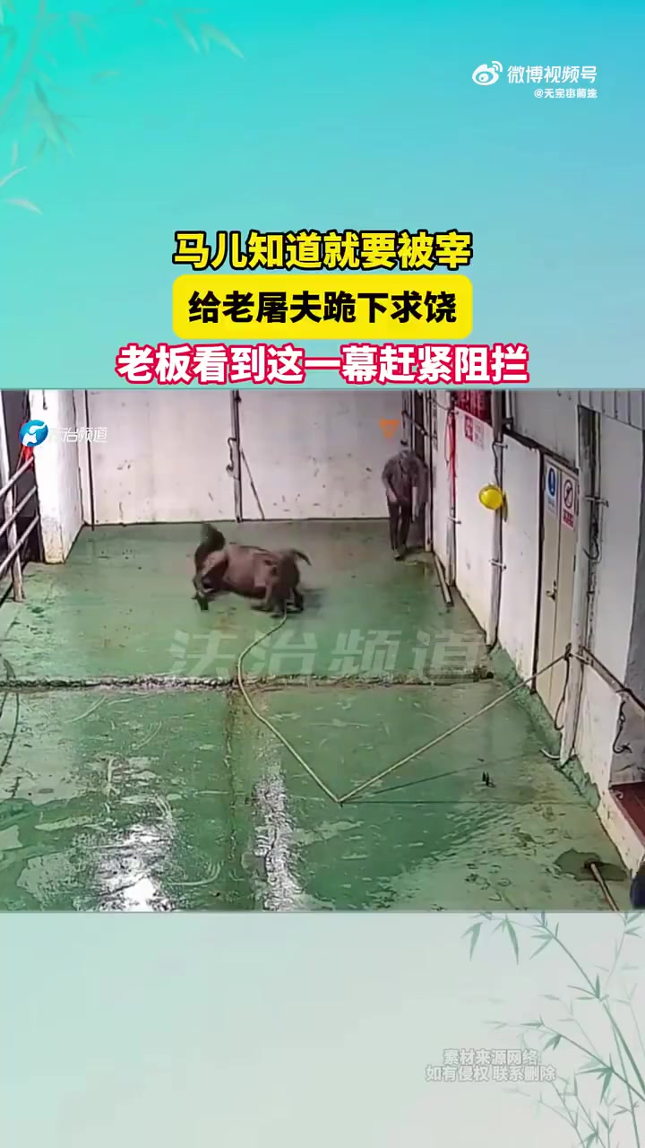 马儿将被宰下跪求饶，老板见状赶紧阻拦