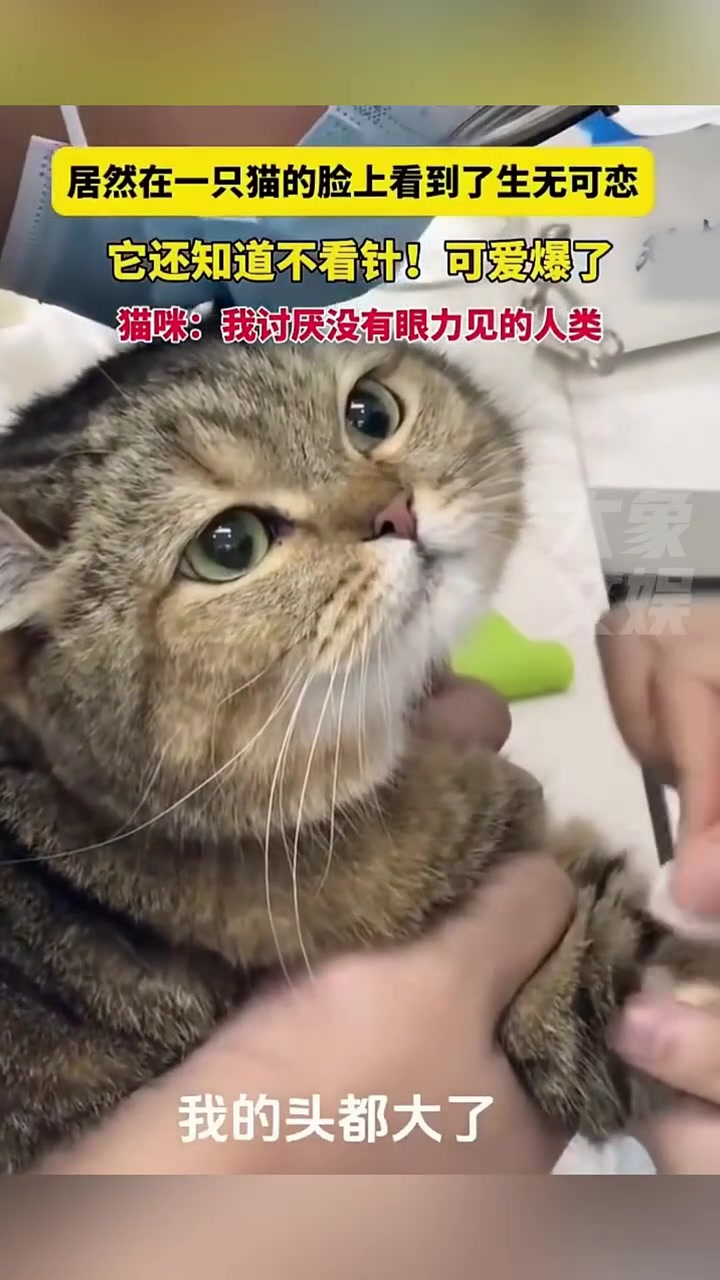 居然在一只猫脸上看到了生无可恋，它居然还知道不看针！可爱爆了