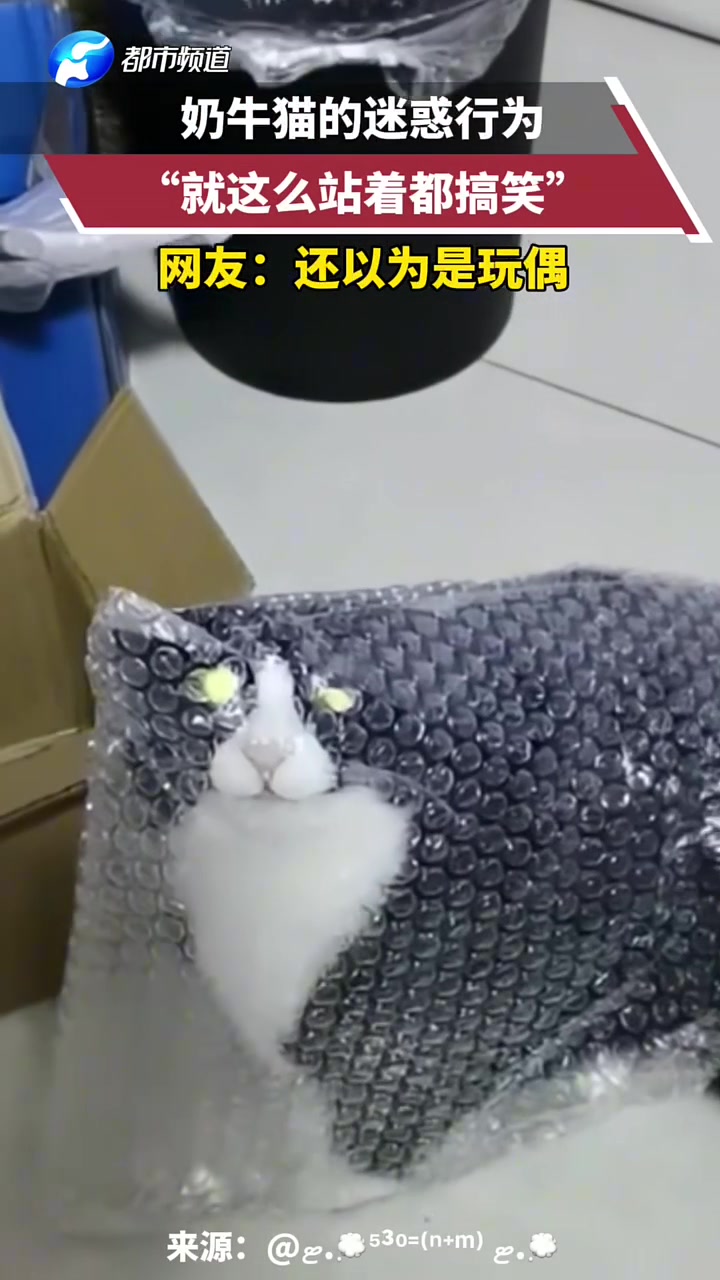 奶牛猫的迷惑行为，“就这么站着都搞笑”，网友：还以为是玩偶