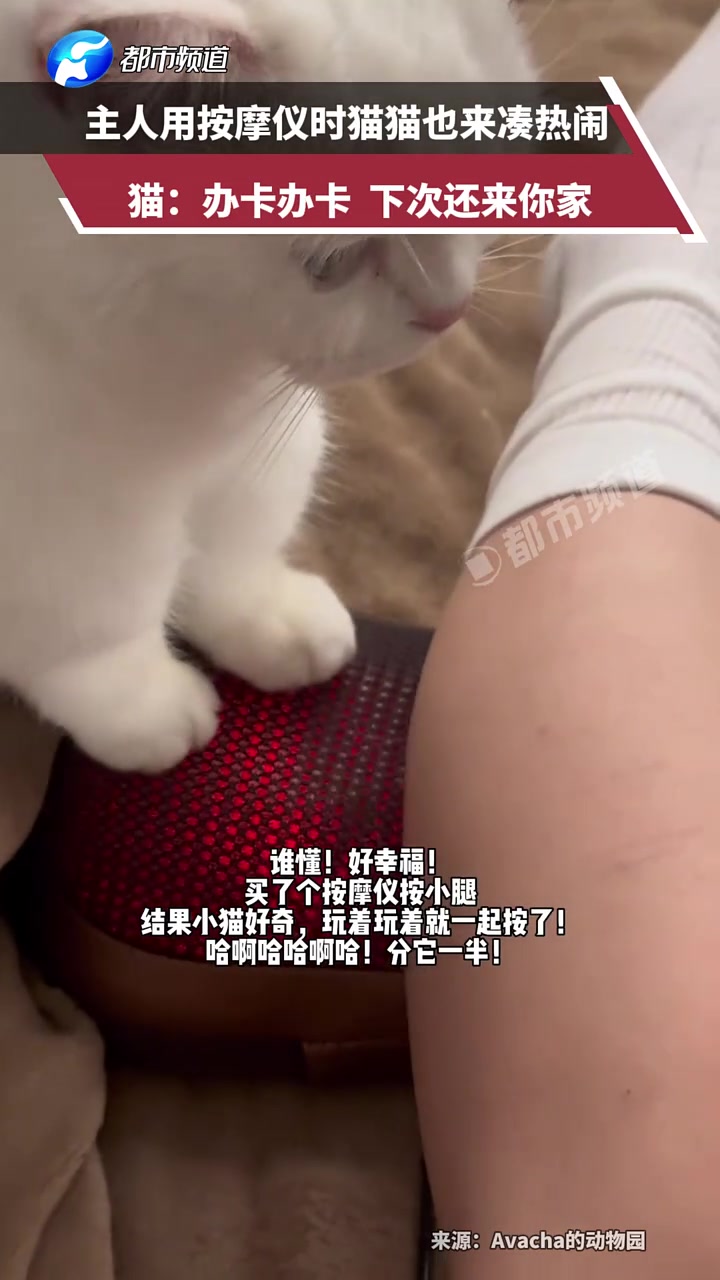 主人用按摩仪时猫猫也来凑热闹，猫：办卡办卡，下次还来你家