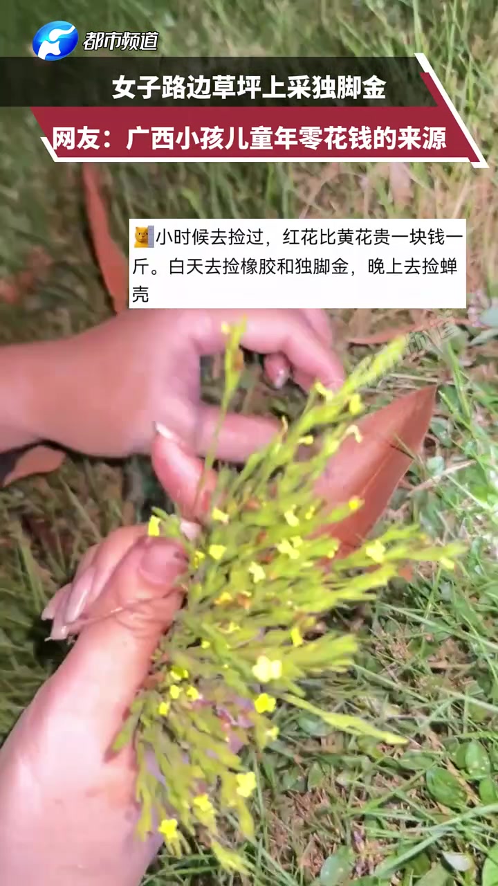 广西小孩儿童年零花钱的来源，你认识这是什么植物吗