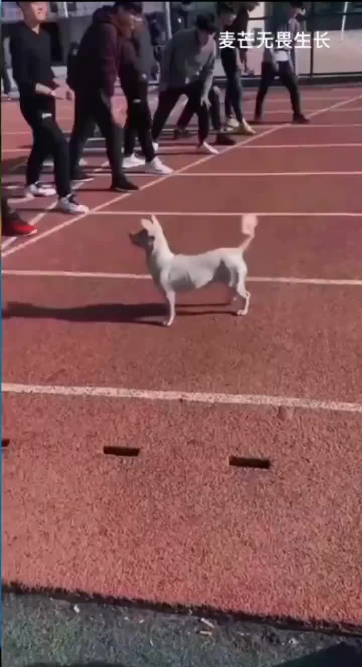 这么多人竟然跑不过一个狗！