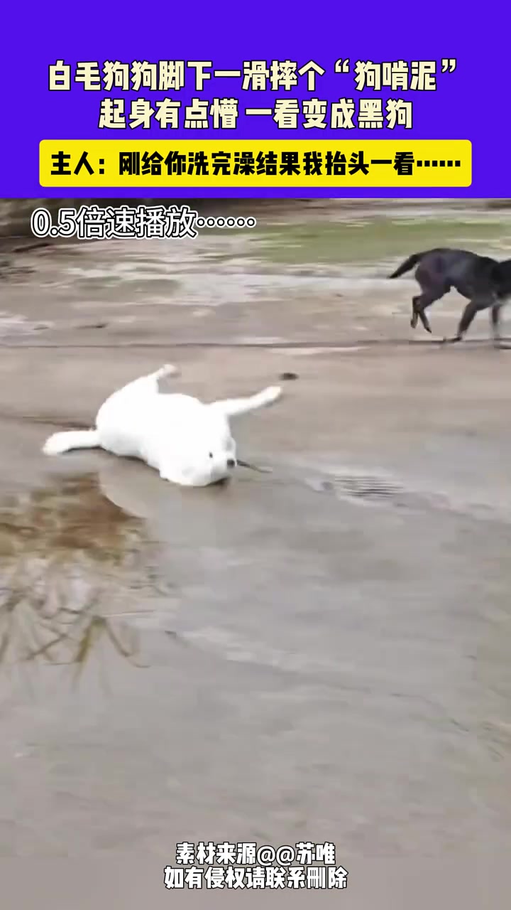 白毛狗狗脚下一滑摔个“狗啃泥”，起身有点懵一看变成黑狗