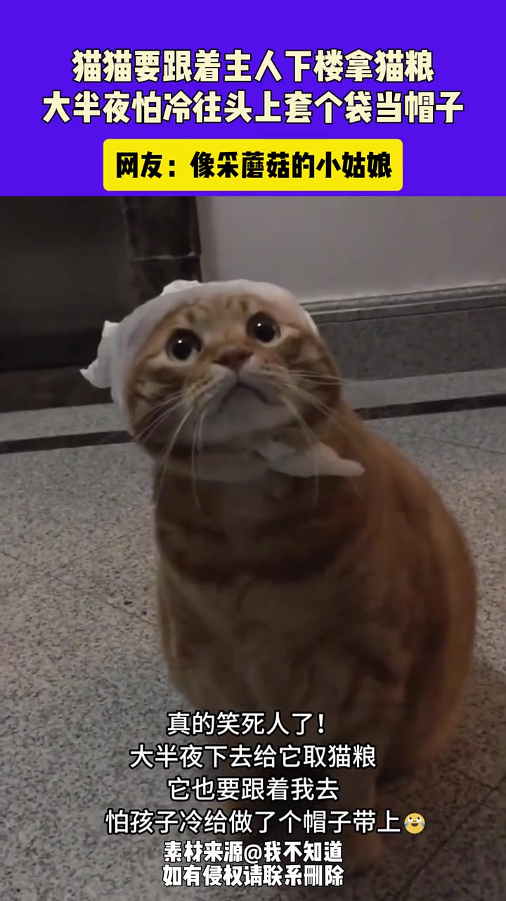 猫猫要跟着主人下楼拿猫粮，大半夜怕冷往头上套个袋当帽子