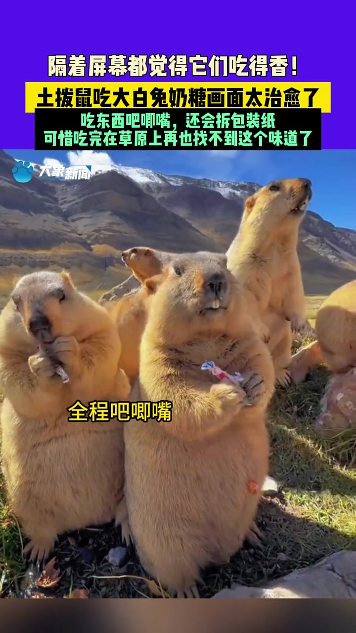 土拨鼠吃奶糖画面太治愈了，隔着屏幕都觉得它们吃得香！