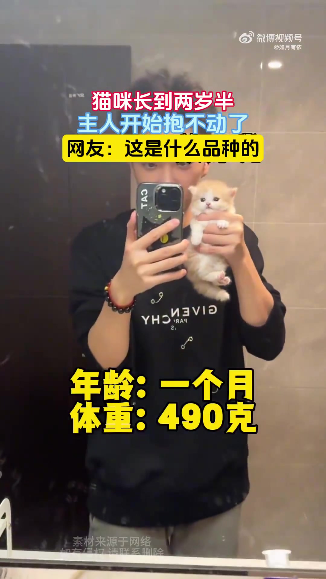 猫咪两岁半主人抱不动，网友问：什么品种