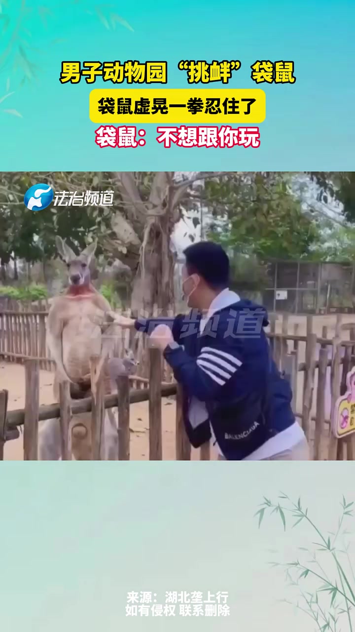 男子动物园“挑衅”袋鼠，袋鼠虚晃一拳忍住了！