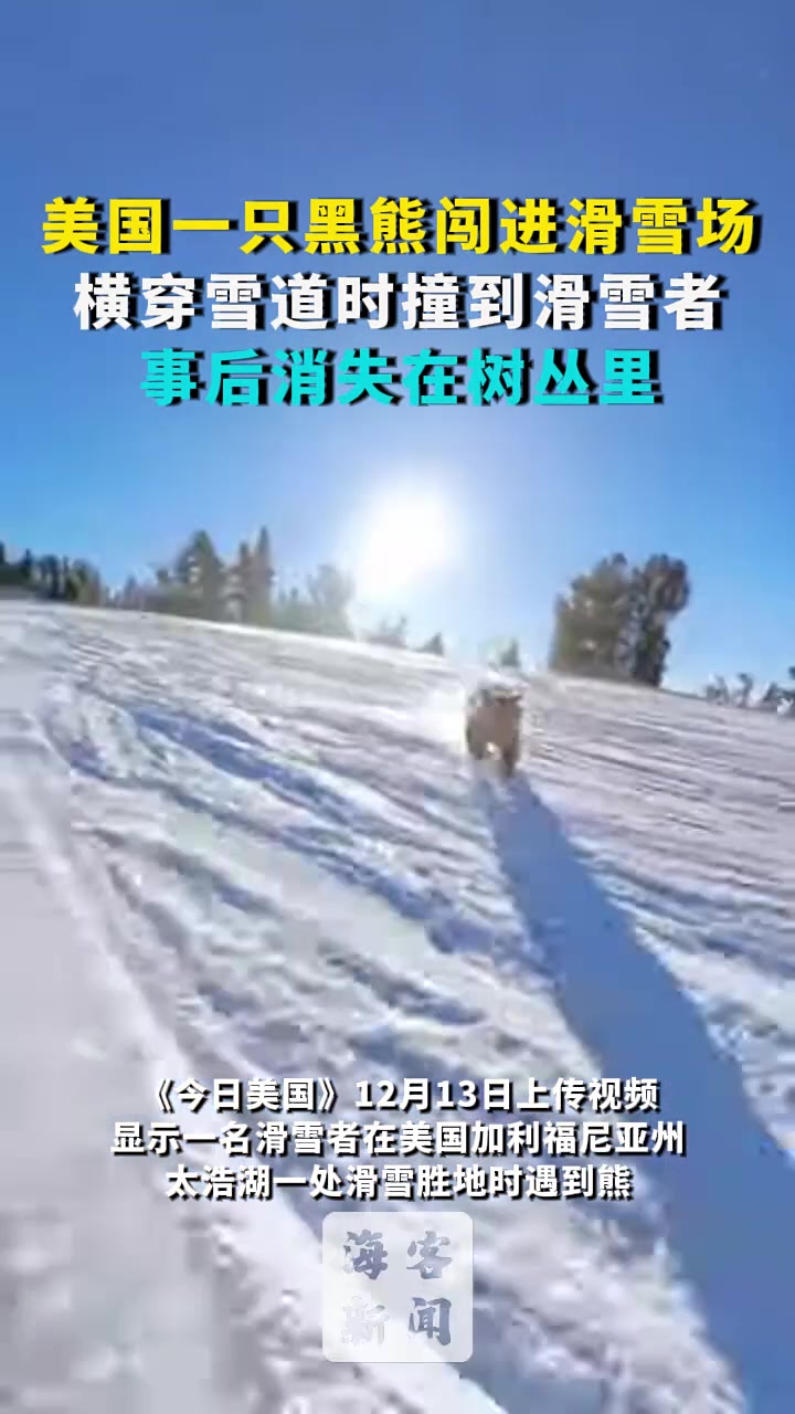 一只黑熊闯进滑雪场横穿雪道时撞到滑雪者事后消失在树丛里！