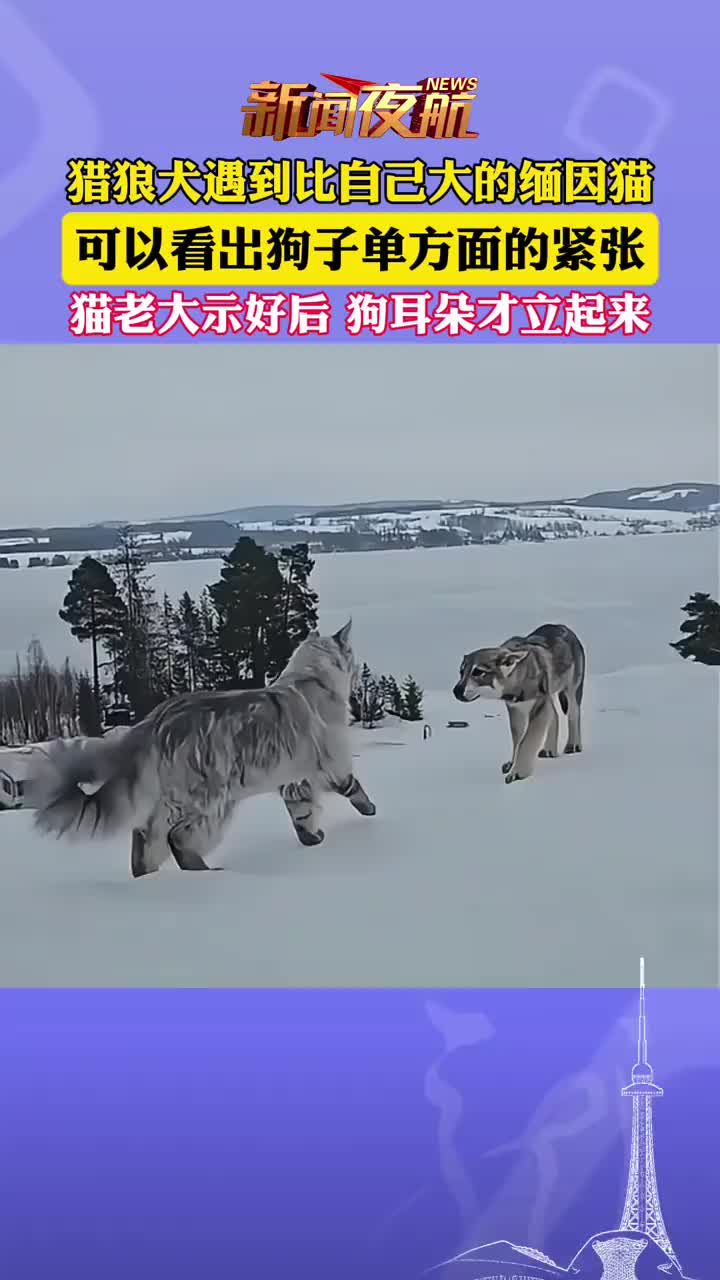 动物遇到比自己体型大的都会下意识害怕