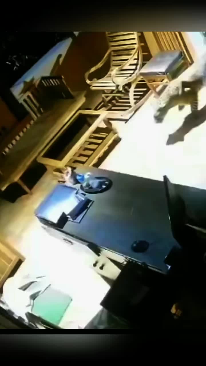 狗没一点警惕性