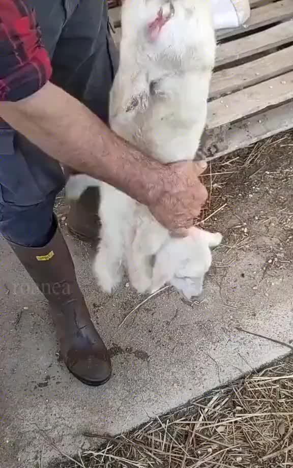 给小羊穿羊皮大衣