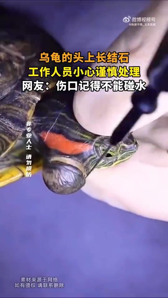 乌龟的头上长结石，工作人员小心谨慎处理！