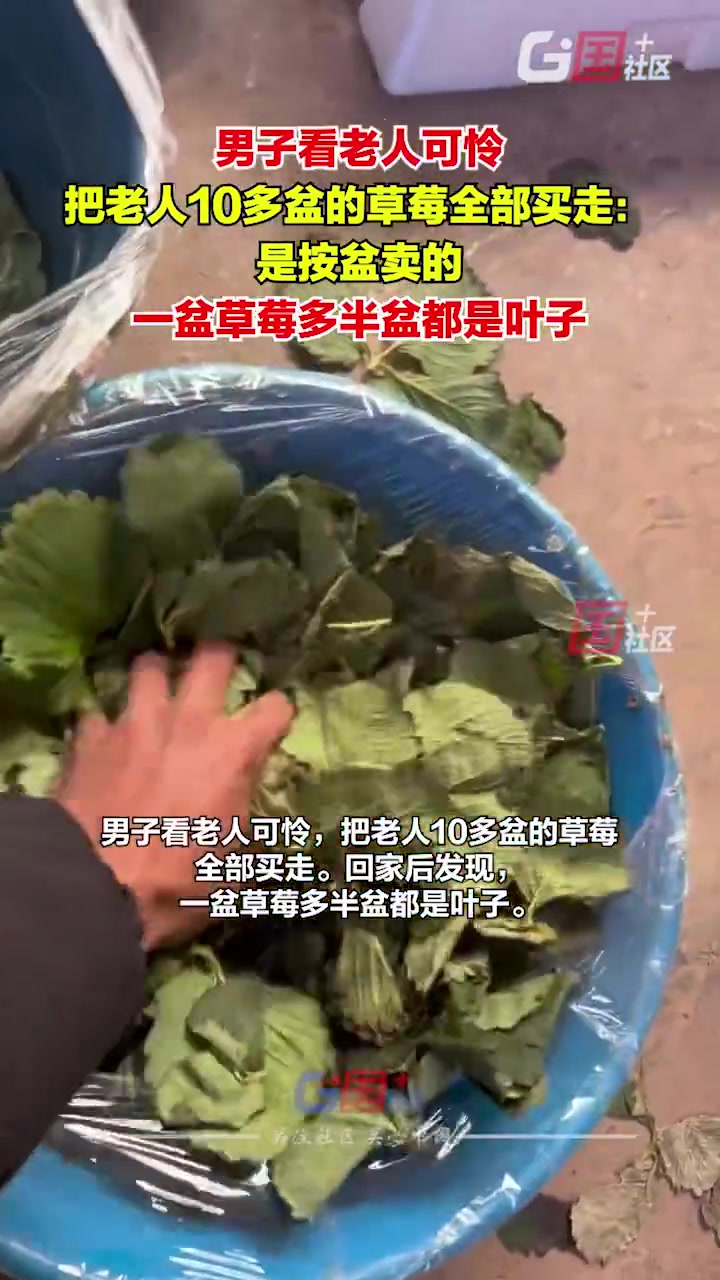 男子看老人可怜把老人10多盆的草莓全部买走：是按盆卖的