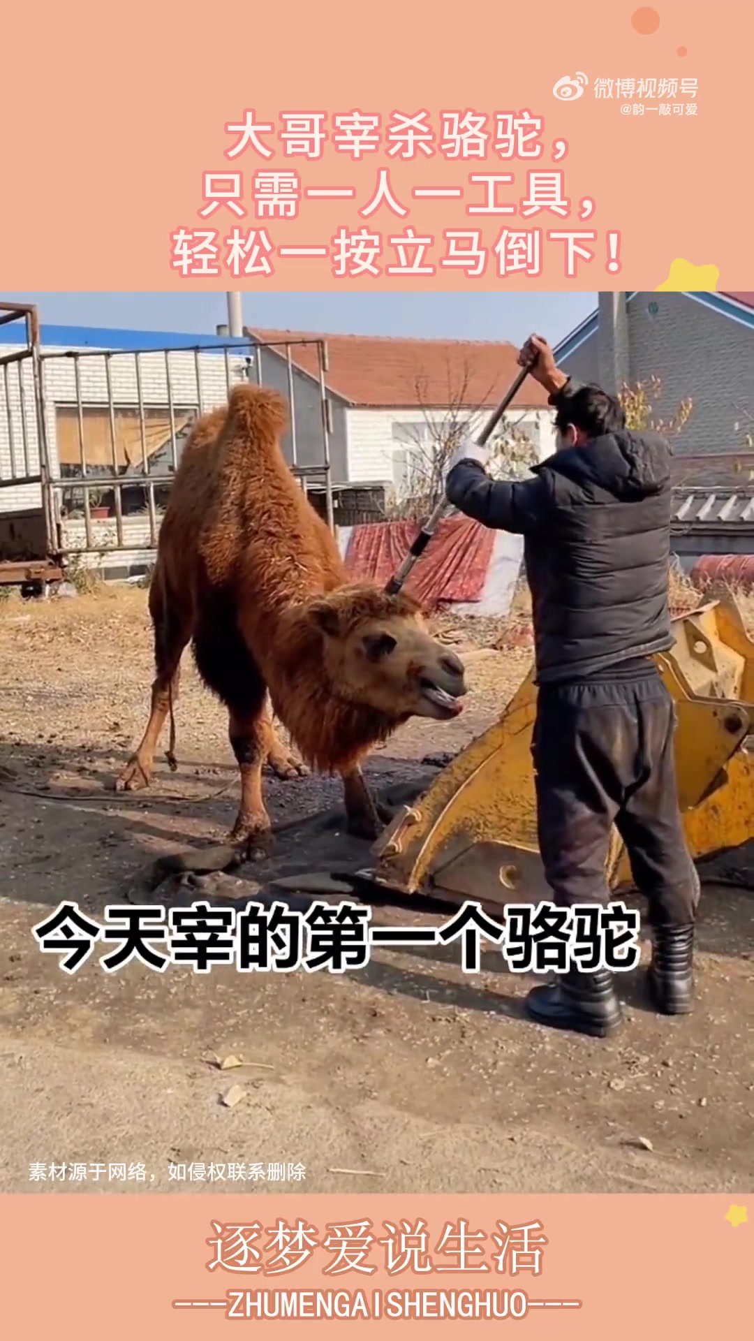 大哥宰杀骆驼，只需一人一工具，轻松一按立马倒下！！！！！！！