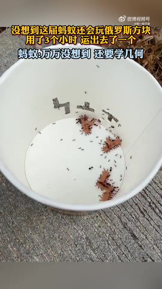 没想到这届蚂蚊还会玩俄罗斯方块！