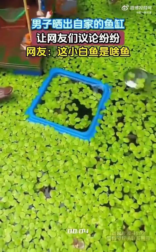 男子晒出自家的鱼缸，让网友们议论纷纷，网友：这小白鱼是啥鱼