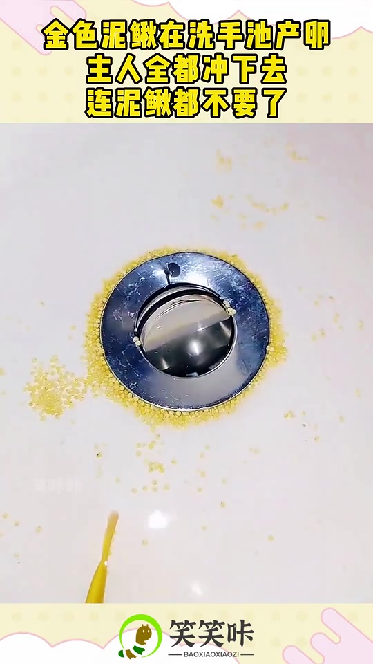 泥鳅是有洞就钻吗