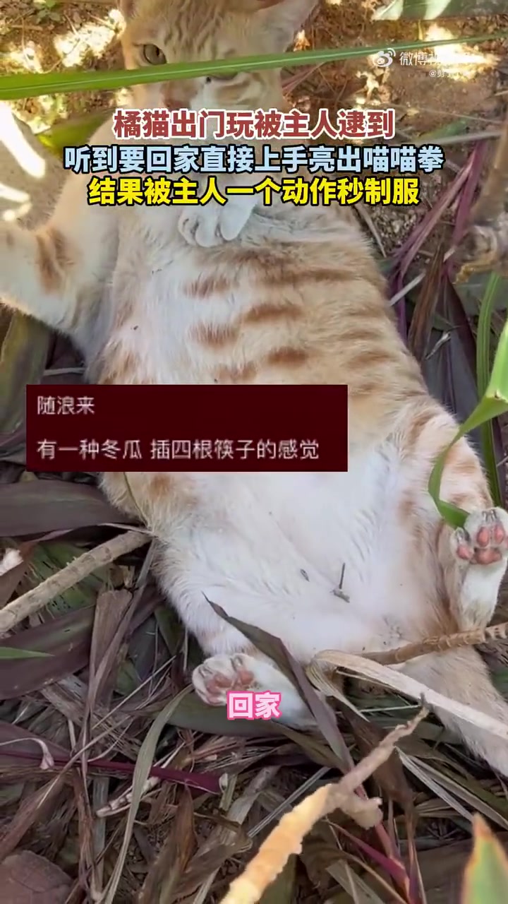 这吨位在野外怎么生存啊