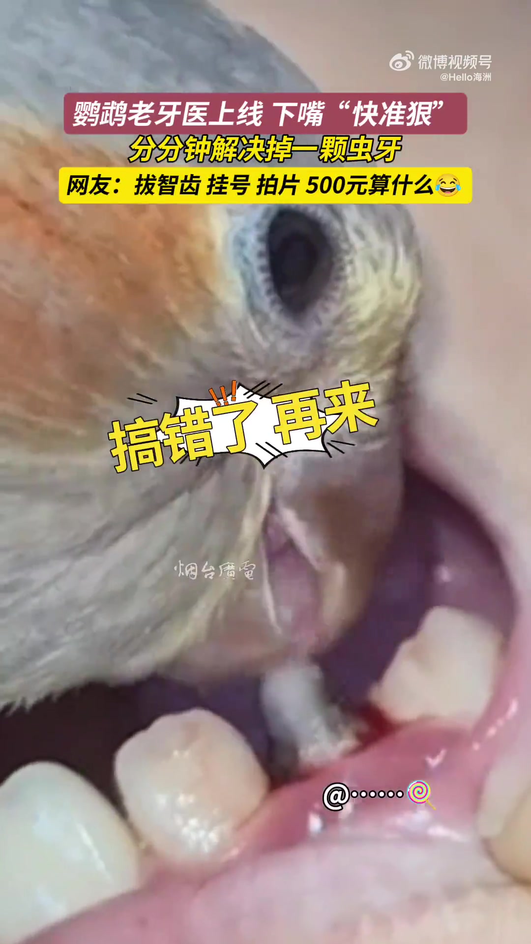 鹦鹉老牙医上线，下嘴“快准狠！