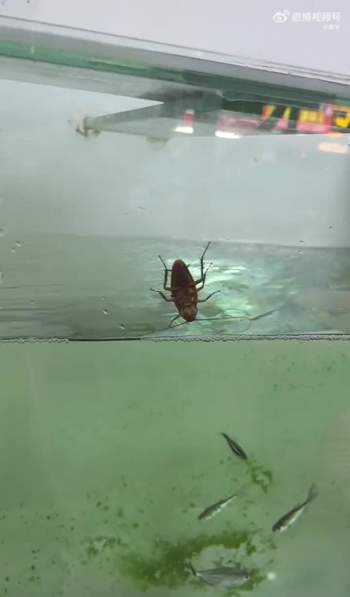 这么肥的蟑螂应该是广东的吧
