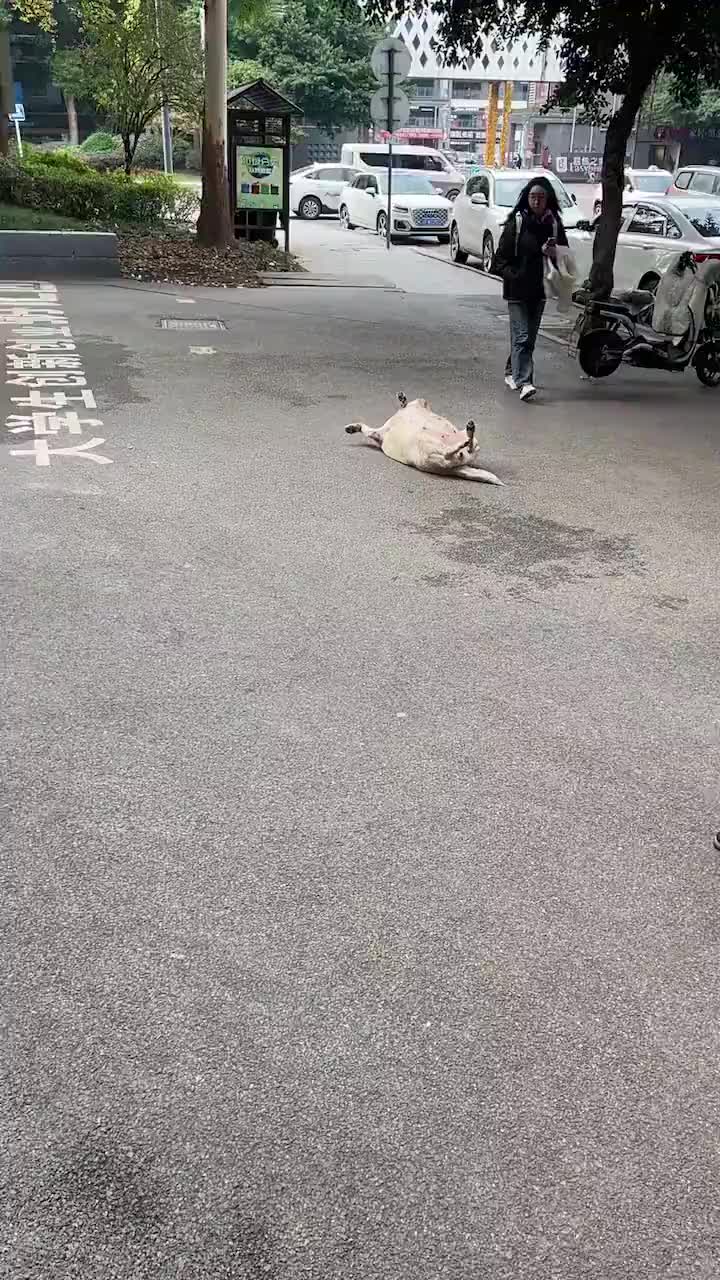 远看还以为是只猪呢