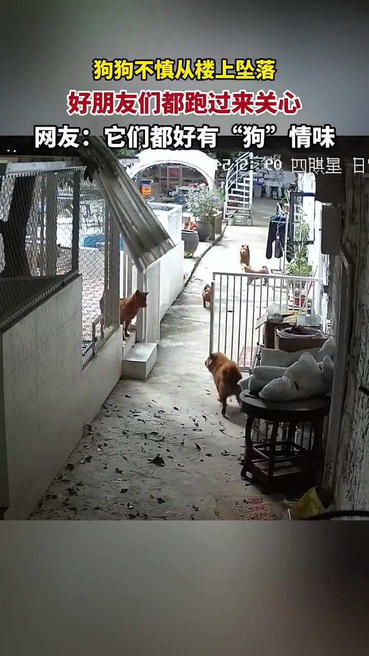 狗狗也充满“狗”情味
