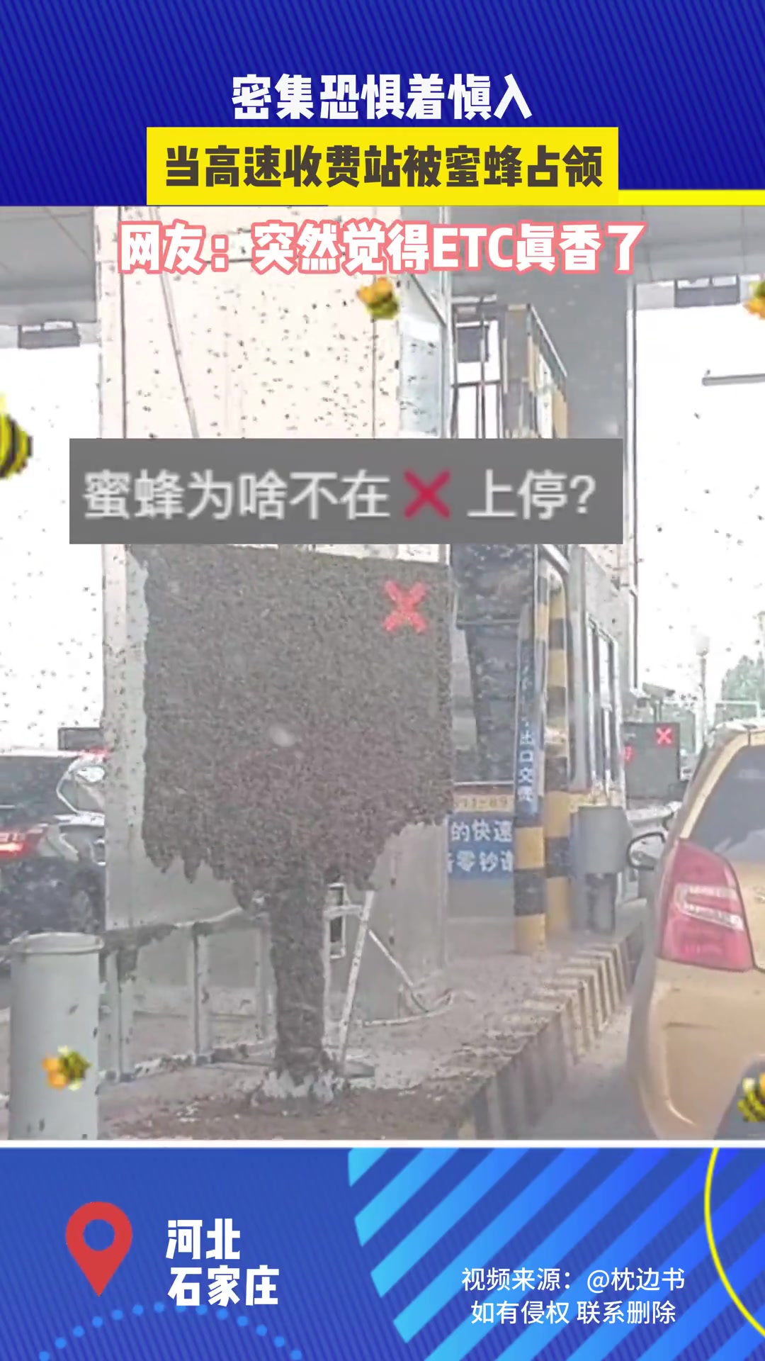 一群小蜜蜂怎么办！