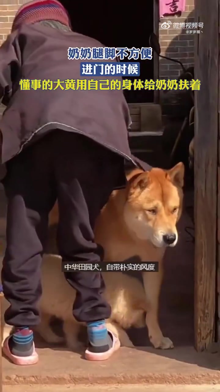 奶奶腿脚不方便，进门的时候，懂事的大黄用自己的身体给奶奶扶着